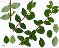 SpeciesSub: subsp. henryi